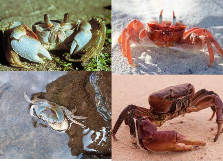 crab images