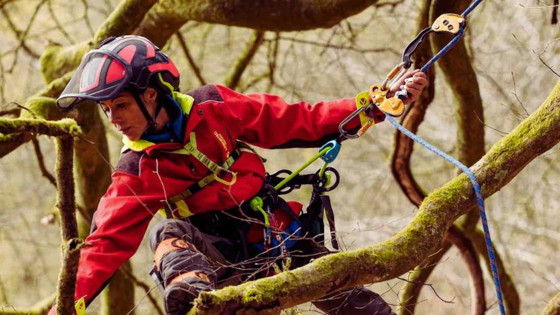The Importance of a Forestry Tree Surgeon in Conservation