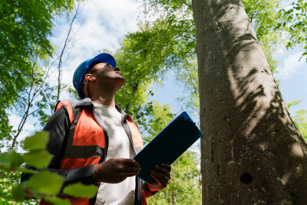 Stockport tree surgeon
